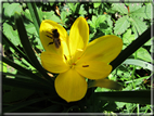 foto Fiori